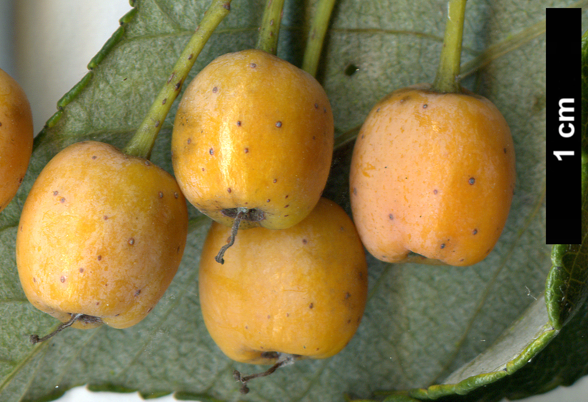 High resolution image: Family: Rosaceae - Genus: Sorbus - Taxon: folgneri - SpeciesSub: 'Lemon Drop'